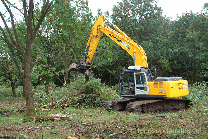 Norger Petgaten bomen verwijderen augustus 2012